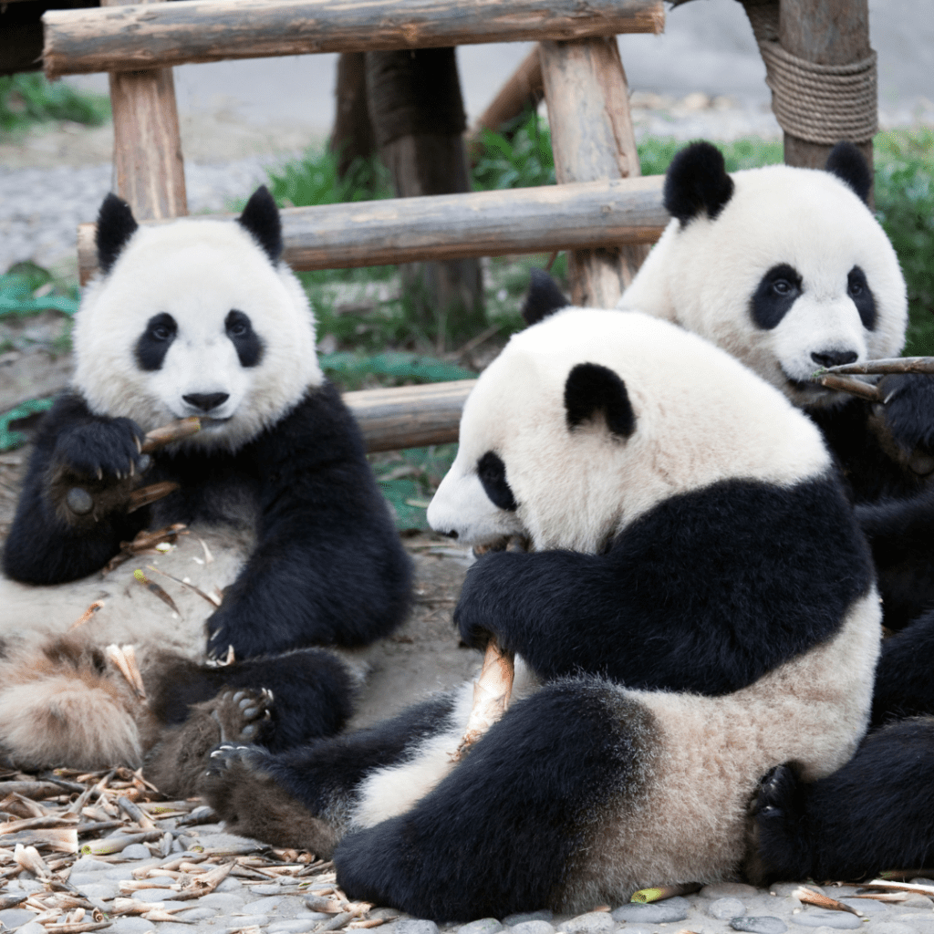 Panda Visit - Bespoke experiences - Panda DMC